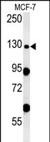 1 - NOMO1 Antibody (S1205) AP7596d