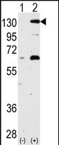 1 - NOMO1 Antibody (S1205) AP7596d