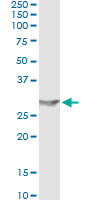5 - APOA1 Antibody (monoclonal) (M01) AT1165a