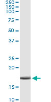 5 - APOC4 Antibody (monoclonal) (M01) AT1168a