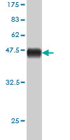 1 - APOM Antibody (monoclonal) (M02) AT1172a