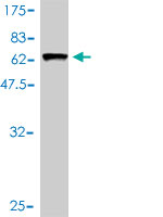 1 - ARMC1 Antibody (monoclonal) (M01) AT1194a