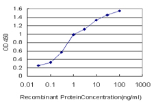 10 - BAIAP2L1 Antibody (monoclonal) (M01) AT1264a