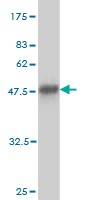 1 - BAIAP2L1 Antibody (monoclonal) (M01) AT1264a