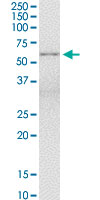1 - BAIAP2L1 Antibody (monoclonal) (M01) AT1264a