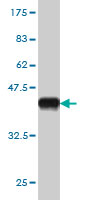1 - BARHL1 Antibody (monoclonal) (M03) AT1270a