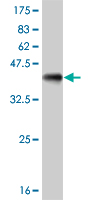 1 - BATF Antibody (monoclonal) (M03) AT1273a