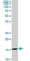 1 - BATF Antibody (monoclonal) (M03) AT1273a