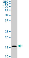 1 - BATF Antibody (monoclonal) (M03) AT1273a