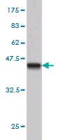 1 - BCL7B Antibody (monoclonal) (M01) AT1284a