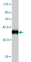 1 - BHLHB2 Antibody (monoclonal) (M01) AT1297a
