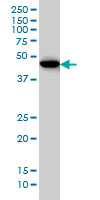 1 - BHLHB2 Antibody (monoclonal) (M01) AT1297a