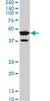 1 - BHLHB2 Antibody (monoclonal) (M01) AT1297a