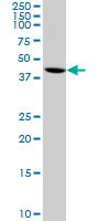 1 - BHLHB2 Antibody (monoclonal) (M01) AT1297a