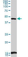 1 - BHLHB2 Antibody (monoclonal) (M01) AT1297a