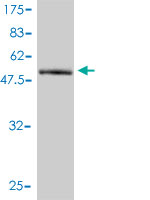 1 - C1orf33 Antibody (monoclonal) (M01) AT1336a