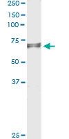 5 - C20orf31 Antibody (monoclonal) (M01) AT1342a