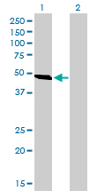 1 - C9orf98 Antibody (monoclonal) (M01) AT1353a