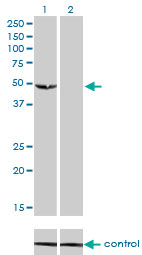 1 - C9orf98 Antibody (monoclonal) (M01) AT1353a