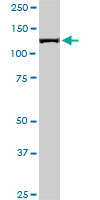 1 - CAND1 Antibody (monoclonal) (M05) AT1383a