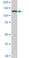 1 - CAND1 Antibody (monoclonal) (M05) AT1383a