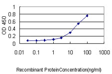 10 - CCT5 Antibody (monoclonal) (M01) AT1428a
