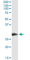 5 - CD7 Antibody (monoclonal) (M04) AT1444a