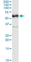 5 - CDC25C Antibody (monoclonal) (M01) AT1458a