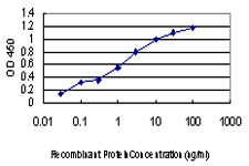10 - CDKL4 Antibody (monoclonal) (M03) AT1480a