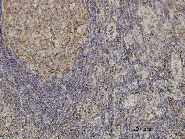 2 - CDKL4 Antibody (monoclonal) (M03) AT1480a