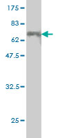 1 - CEBPE Antibody (monoclonal) (M01) AT1490a