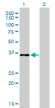 1 - CEBPE Antibody (monoclonal) (M01) AT1490a