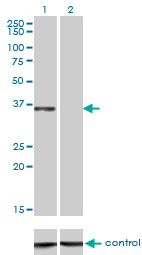 1 - CEBPE Antibody (monoclonal) (M01) AT1490a