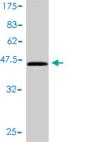 1 - CEBPG Antibody (monoclonal) (M01) AT1491a