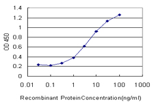 10 - CHST3 Antibody (monoclonal) (M01) AT1531a