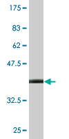 1 - CRYM Antibody (monoclonal) (M09) AT1646a