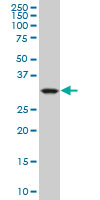 1 - CRYM Antibody (monoclonal) (M09) AT1646a