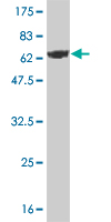 1 - DCPS Antibody (monoclonal) (M02) AT1719a