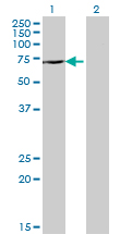 1 - DDX43 Antibody (monoclonal) (M07) AT1737a