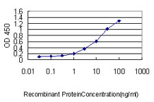 10 - DNAJB4 Antibody (monoclonal) (M01) AT1791a