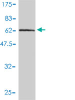 1 - DNAJB4 Antibody (monoclonal) (M01) AT1791a