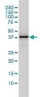 1 - DNAJB4 Antibody (monoclonal) (M01) AT1791a