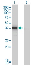 1 - DNAJB4 Antibody (monoclonal) (M01) AT1791a