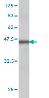 1 - E2F3 Antibody (monoclonal) (M01) AT1834a
