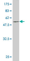 1 - EGFL7 Antibody (monoclonal) (M01) AT1862a