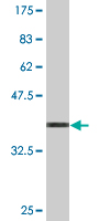 1 - EIF4EBP3 Antibody (monoclonal) (M05) AT1878a