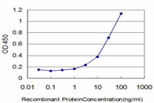 10 - EIF4G3 Antibody (monoclonal) (M02) AT1883a