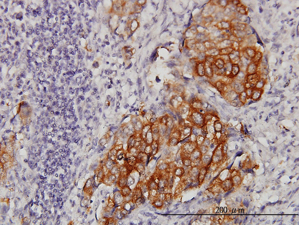 2 - EIF4G3 Antibody (monoclonal) (M02) AT1883a