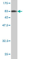 1 - EIF4G3 Antibody (monoclonal) (M03) AT1884a