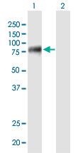 1 - EIF4G3 Antibody (monoclonal) (M03) AT1884a